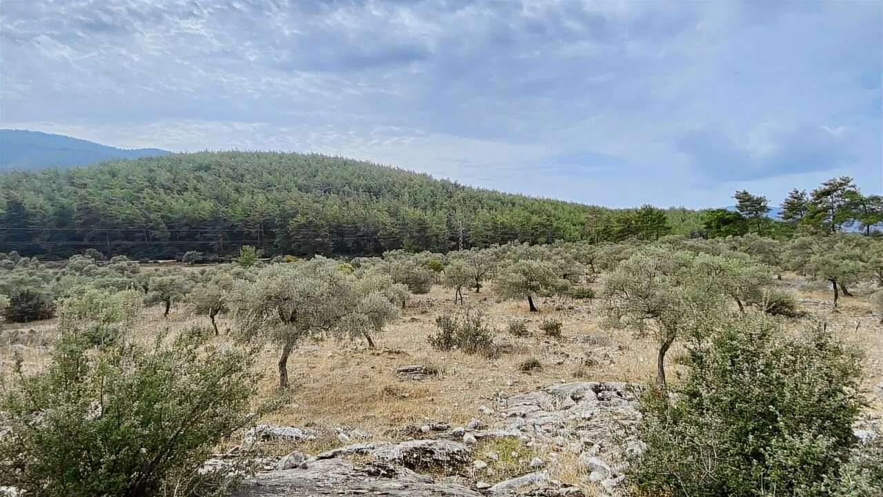 Milas’ta İki Ayrı Zeytinlik Mahkeme ve İcra Yoluyla Satışa Çıkarıldı 6